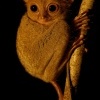 Nartoun zapadosundsky - Tarsius bancanus - Western Horsfields Tarsier o6620-2